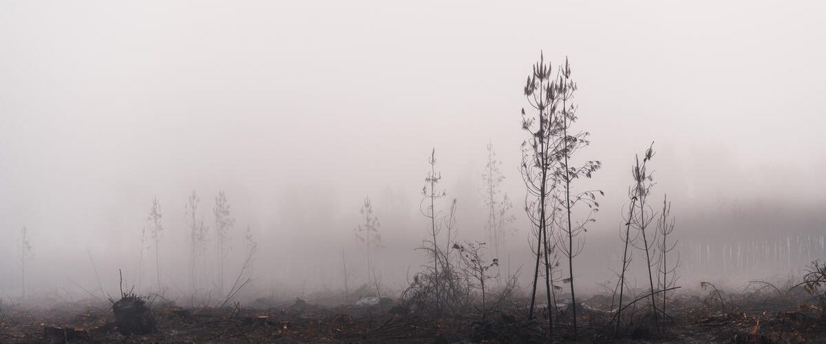 Depuis la forêt ravagée par le feu à Louchats, en Gironde, les organisations de L’Affaire du Siècle interpellent le gouvernement et identifient des mesures à prendre de toute urgence pour surmonter l’hiver tout en préparant l’avenir.