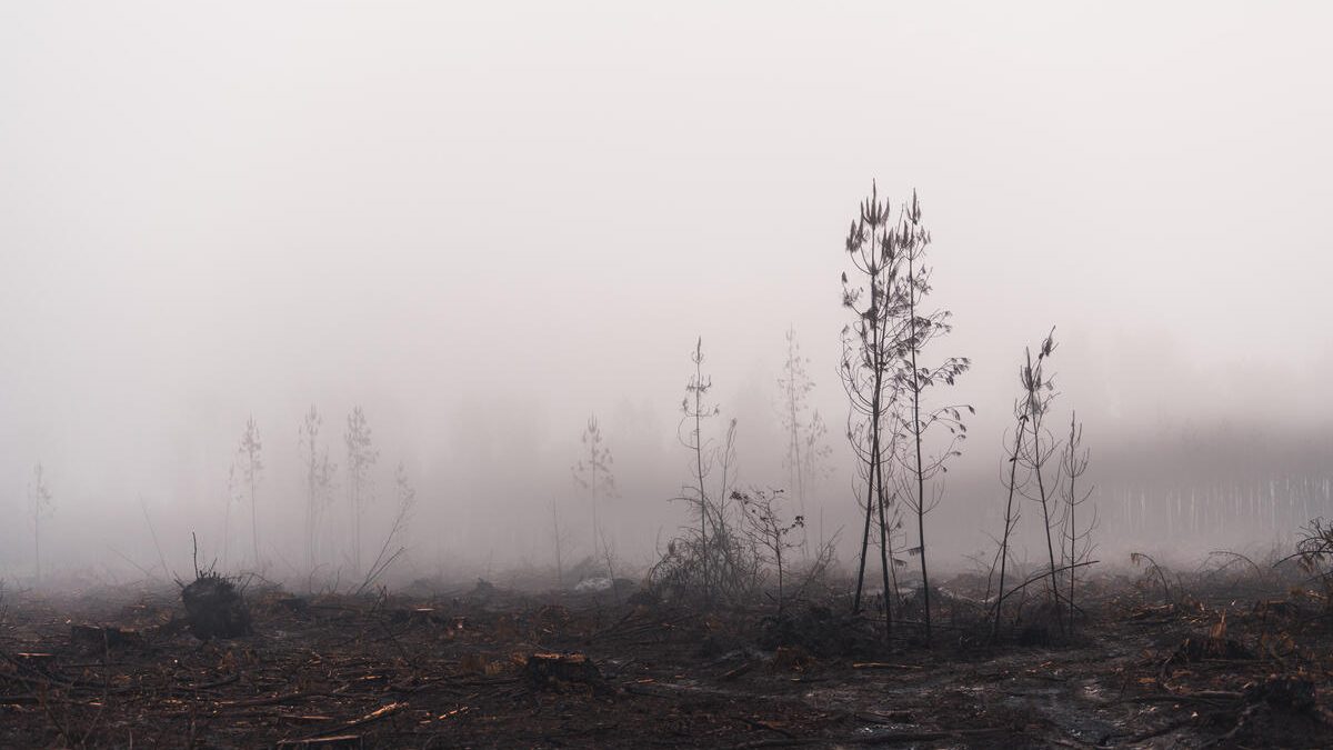 Depuis la forêt ravagée par le feu à Louchats, en Gironde, les organisations de L’Affaire du Siècle interpellent le gouvernement et identifient des mesures à prendre de toute urgence pour surmonter l’hiver tout en préparant l’avenir.