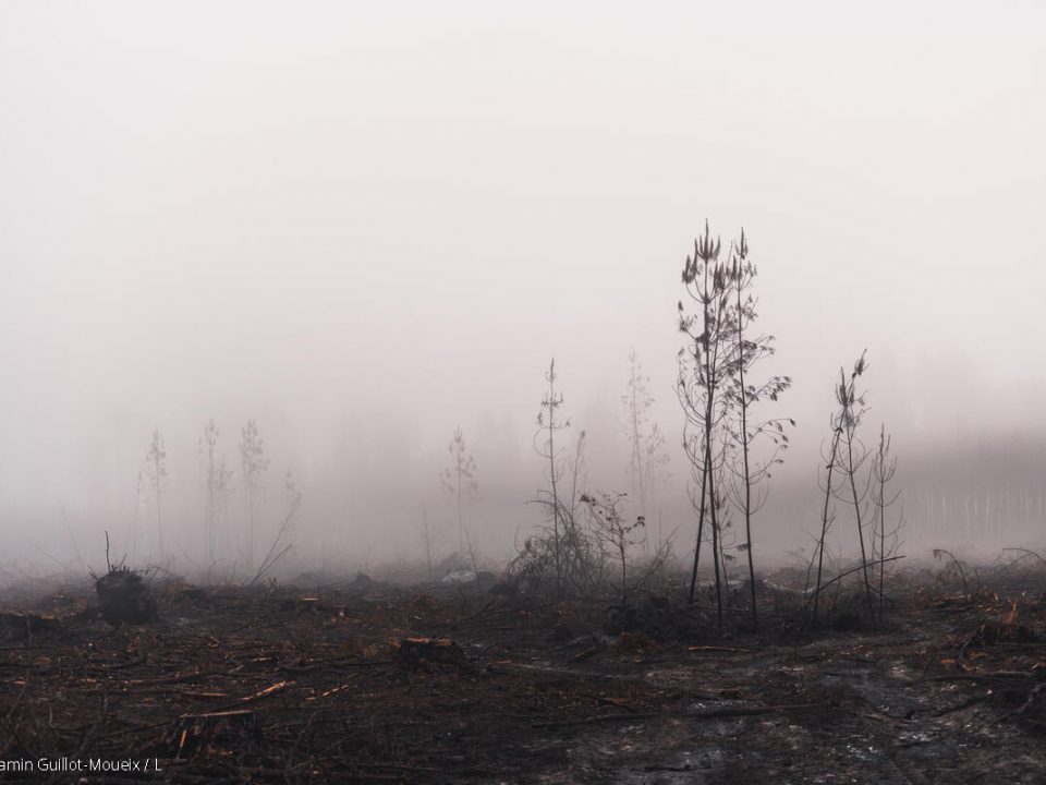 Depuis la forêt ravagée par le feu à Louchats, en Gironde, les organisations de L’Affaire du Siècle interpellent le gouvernement et identifient des mesures à prendre de toute urgence pour surmonter l’hiver tout en préparant l’avenir.